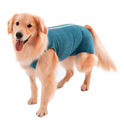 Roupa Pós Castração Pet Med Para Cães Machos Duo Dry Azul - Tamanho 13 Roupa Pós Castração Pet Med Para Cães Machos Duo Dry Azul - Tamanho 13