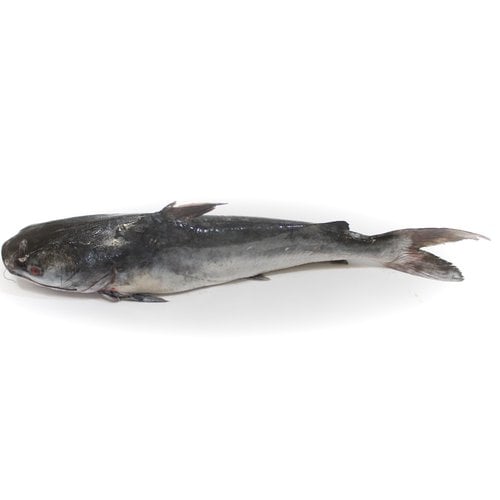 Peixaria Inteiro Bagre 1,700kg Peixaria Inteiro Bagre 1,700kg