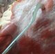Gancho 100% Inox Manuseio de Carnes Açougue e Peixaria -Reto