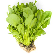 Izzy Green Anal Trimais